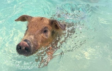 Paradise Keepsakes Ltd. T/A Da Pig Beach8