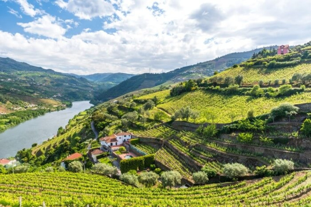 Private Vinho Verde Tour: Visit 3 Wineries With Wine Tastings & Lunch