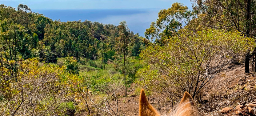 Group Sunshine Horseback Ride along Oahu Coastline