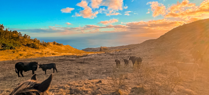 Group Sunset Horseback Ride along Oahu Coastline