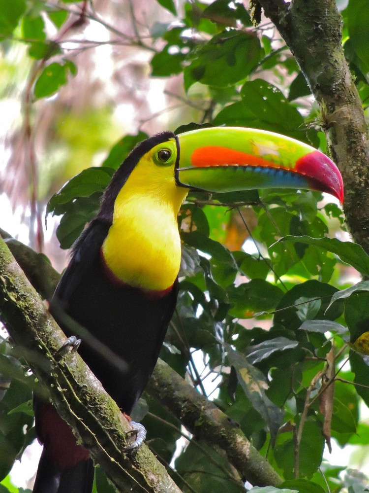 Braulio Carrillo Rainforest Park Bird-Watching Tour From San Jose