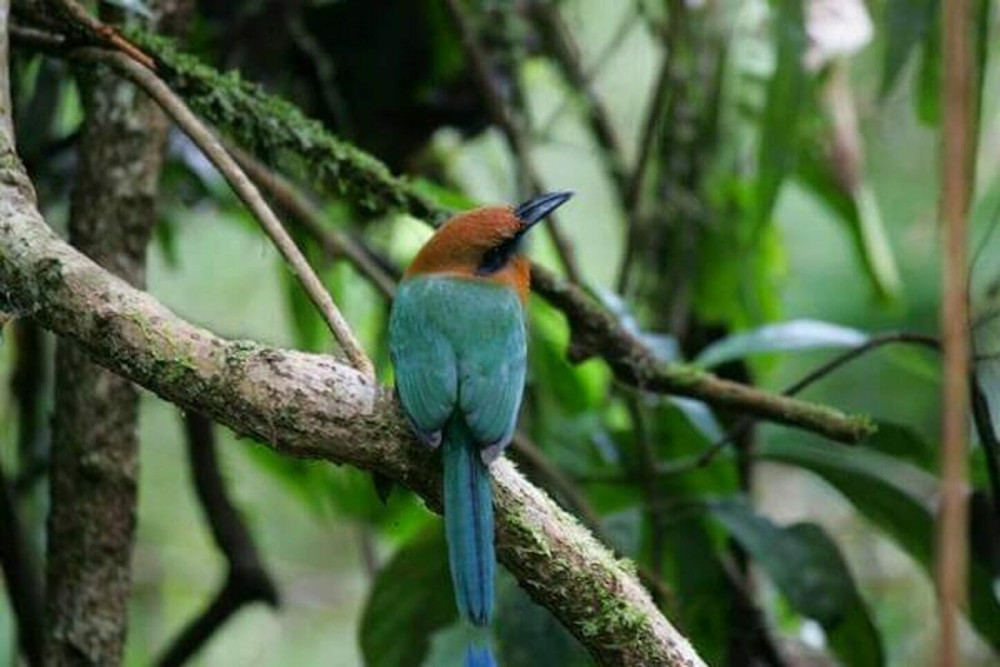 Rainforest Adventures Costa Rica