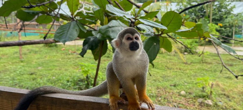 Squirrel Monkey Encounter and Zip Lines Adventure
