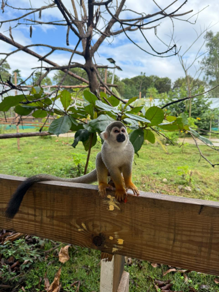 Squirrel Monkey Encounter and Zip Lines Adventure