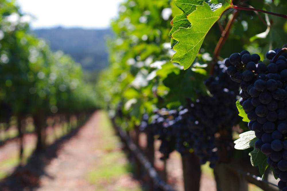 Custom 4D/3N Napa & Sonoma Package, October 2025 - HL519505
