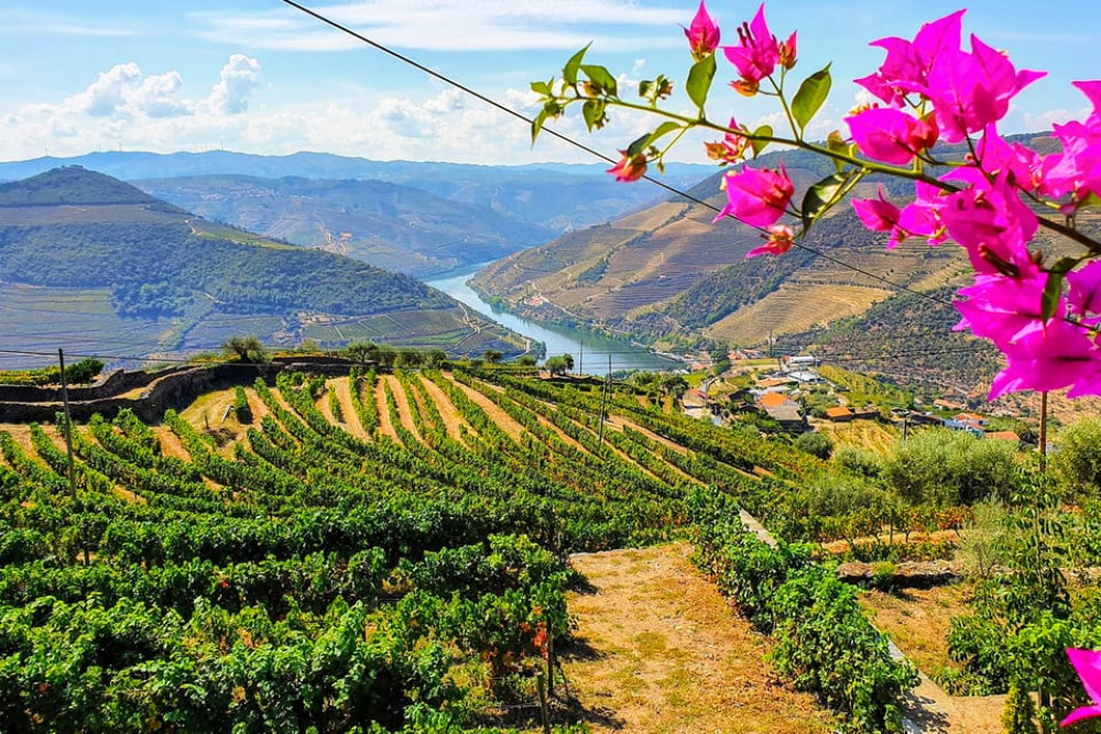 Private Tour: Douro Valley Wine and Food from Oporto