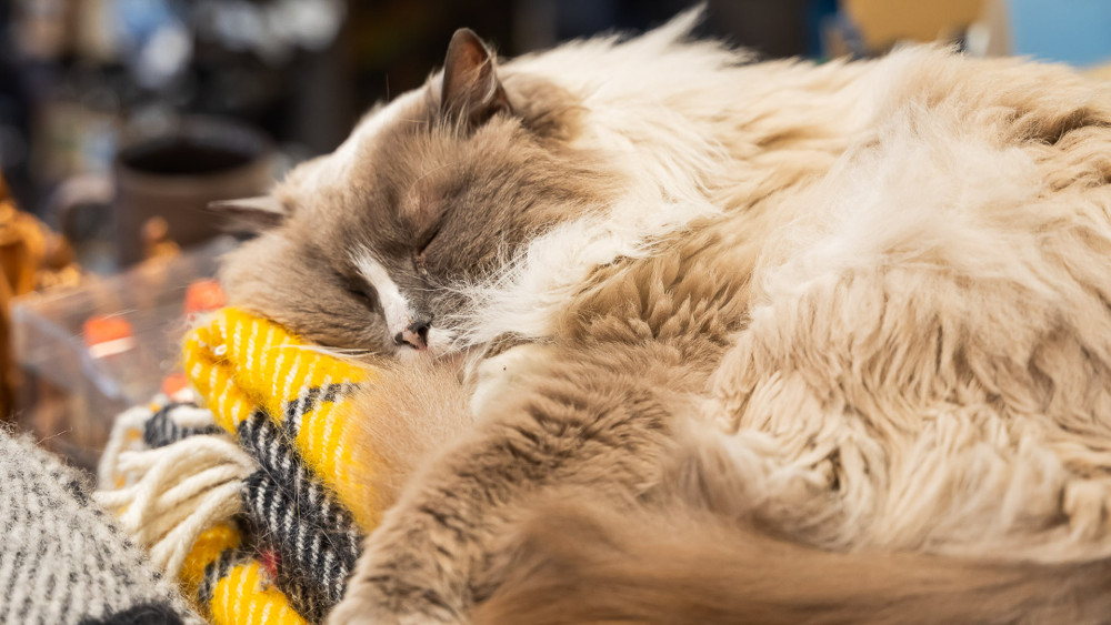 Private Reykjavik Catwalk