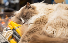 Your Friend in Reykjavik1