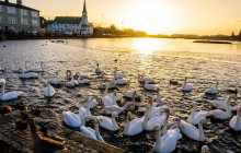Your Friend in Reykjavik8