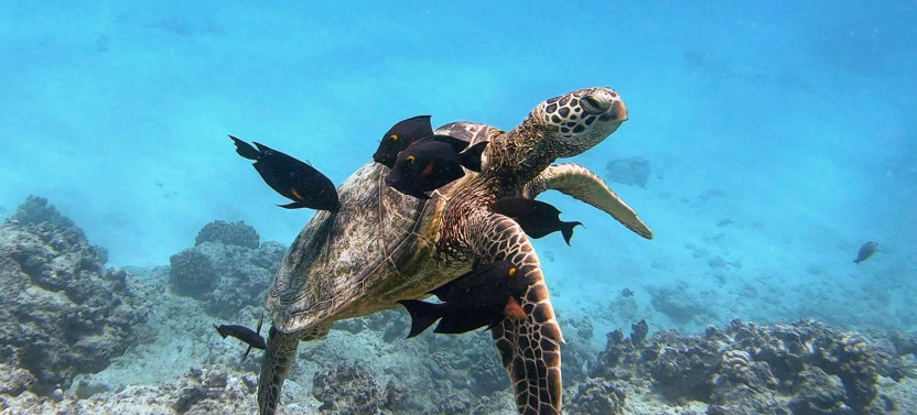 Waikiki Turtle Canyon Snorkel and Swim Tour
