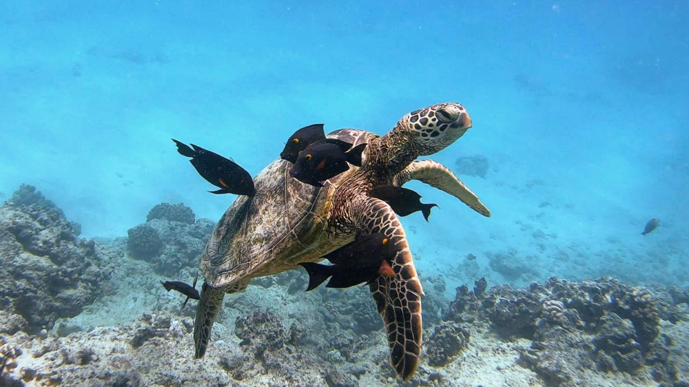 Waikiki Turtle Canyon Snorkel and Swim Tour