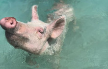 Paradise Keepsakes Ltd. T/A Da Pig Beach9