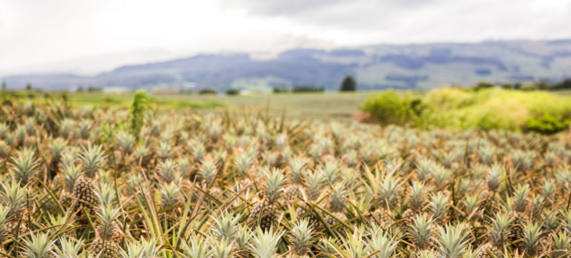 Maui Pineapple Tour: Farm & Feast Experience