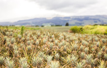 Maui Pineapple Tour3