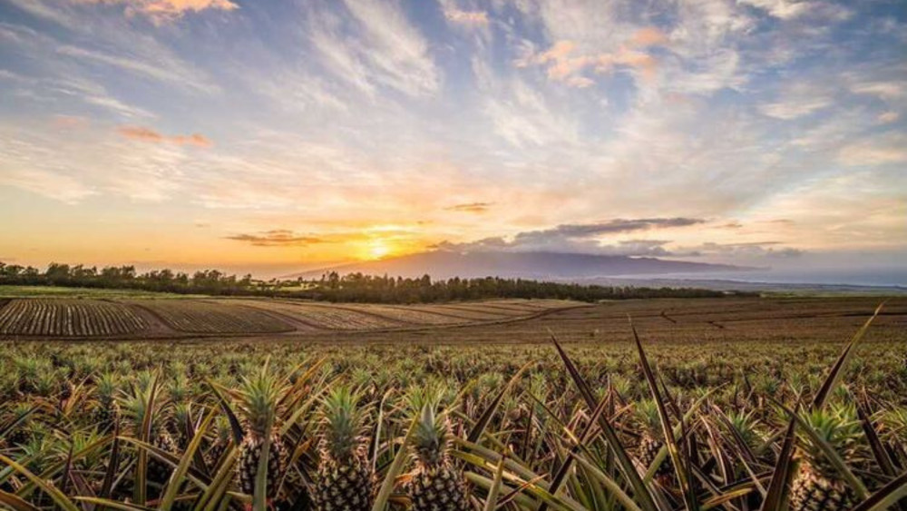 Maui Pineapple Tour