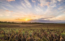 Maui Pineapple Tour4