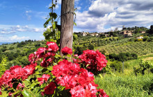 Moro Tuscany Tours11