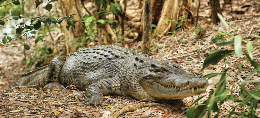 Hartley's Crocodile Adventures (Half Day) from Port Douglas