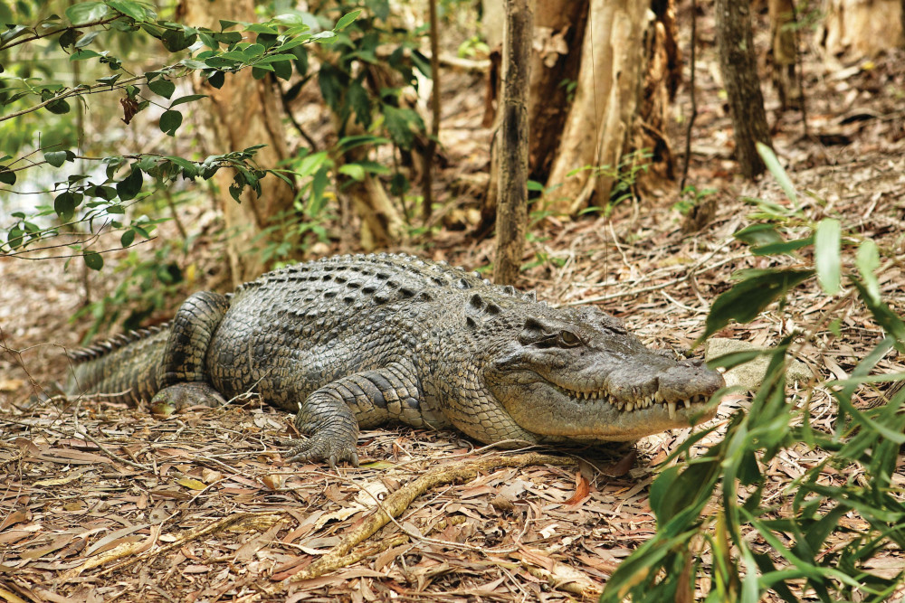 Hartley's Crocodile Adventures (Half Day) from Port Douglas