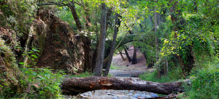 Scenic Troodos Mountains Tour with Wine Tasting from Paphos