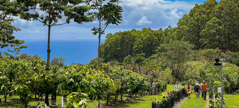 Farm Tour & Hawaiian Craft Chocolate Experience