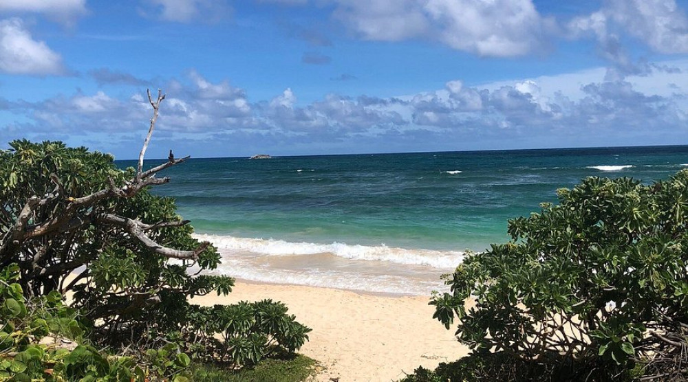 Blue Hawaii Tours
