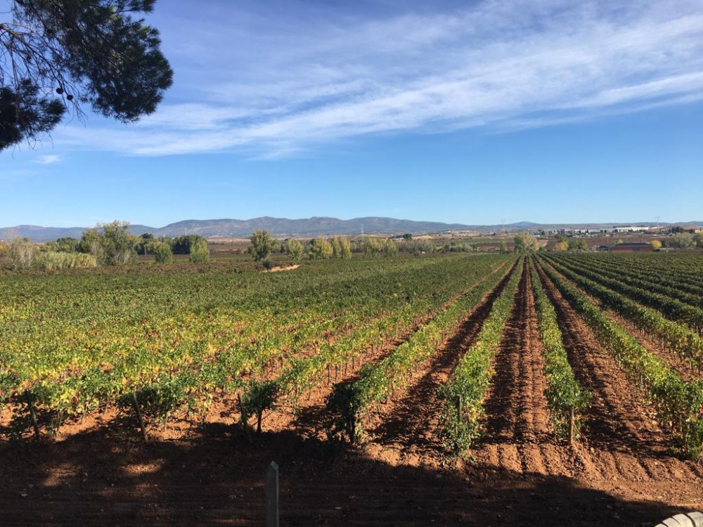 Wine Tour with Lunch at a Winery