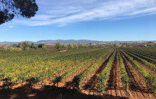 Valencia Wine Consulting & Tours1