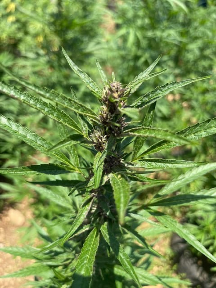 Exotic Birds and Cannabis Nature Tour