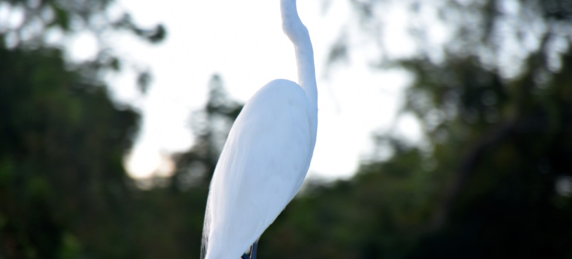 Airboat Adventures New Orleans Premium Small Group