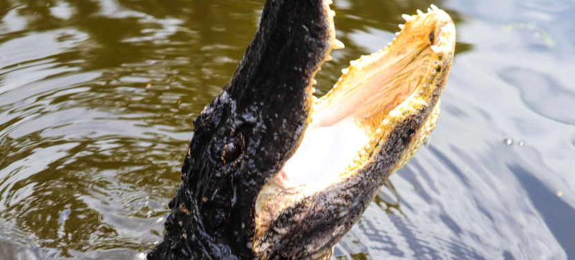 Airboat Adventures New Orleans Premium Small Group