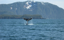 Stan Stephens Cruises5