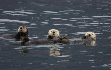 Stan Stephens Cruises6