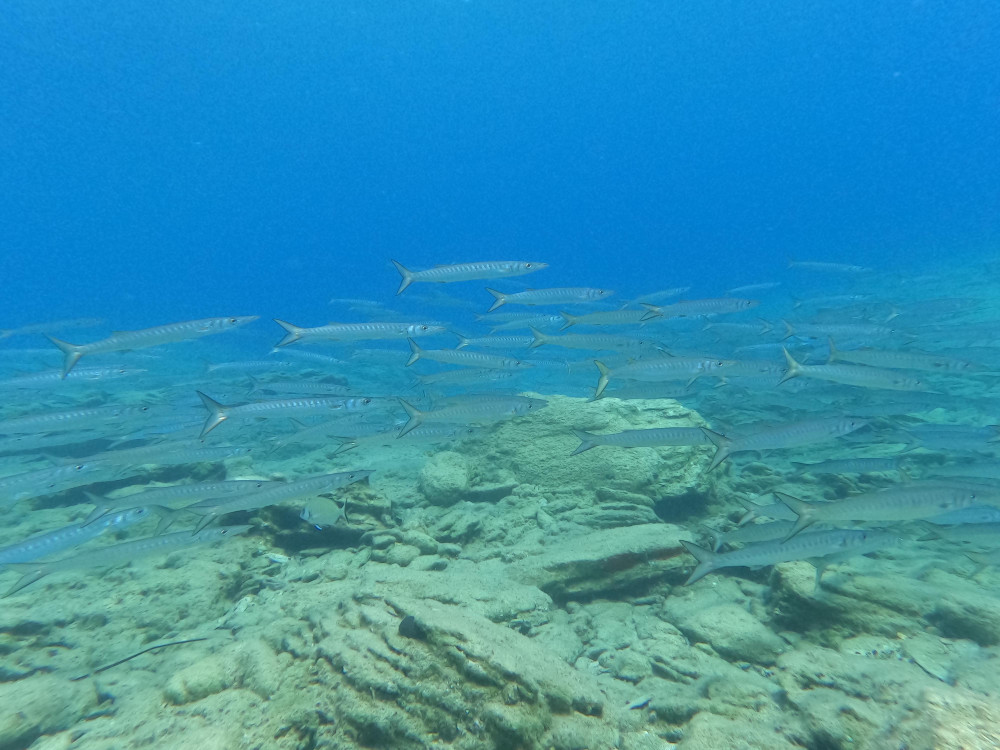 Heraklion: Scuba Diving Experience for Beginners