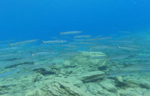 AQUADIVE unique scuba experience10