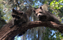 Airboat Adventures13