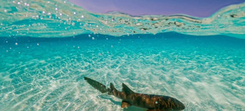 Nurse Shark & Shipwreck Snorkel