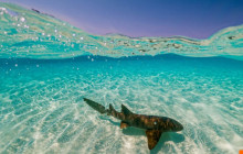 Amazing Roatan Tours14