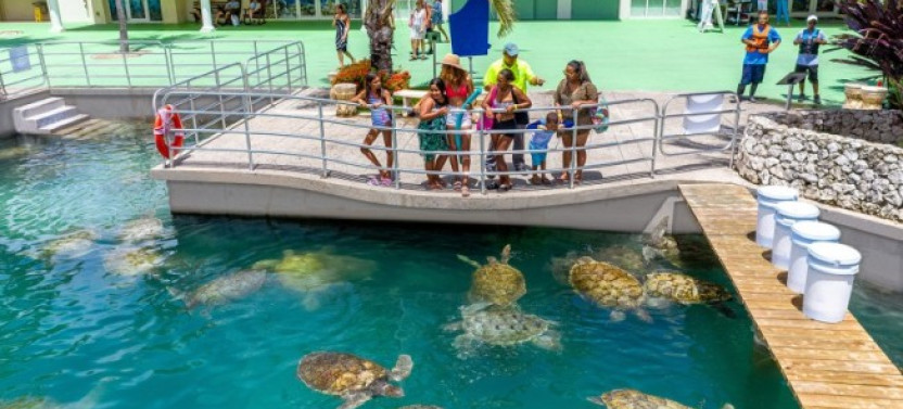 Grand Cayman: Local Island Exploration