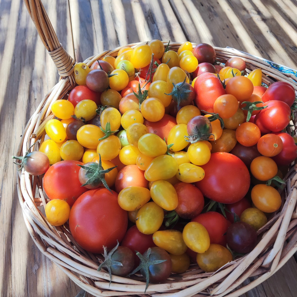 Santorini Private Greek Cooking Class with Local Chef & Traditional ...