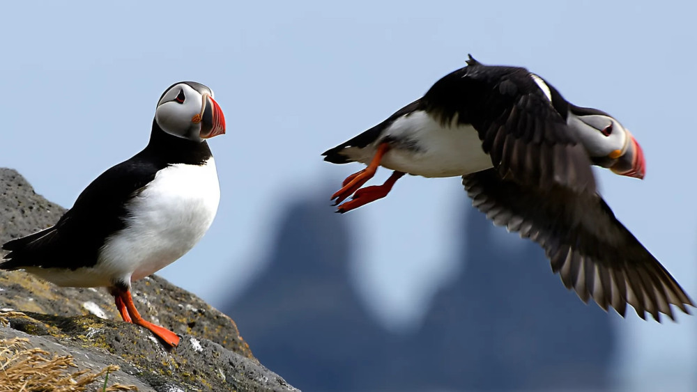 Puffin Tour by RIB Speedboat from Downtown Reykjavik