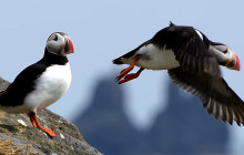 Your Friend in Reykjavik1