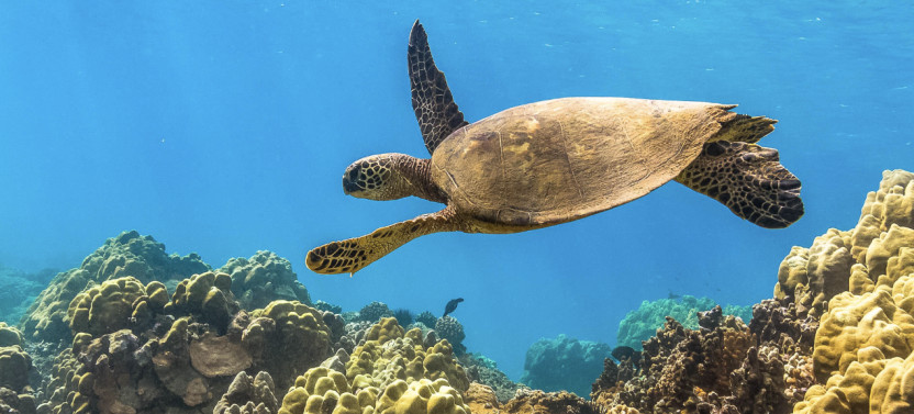 Maui Snorkel & Sunset Sail
