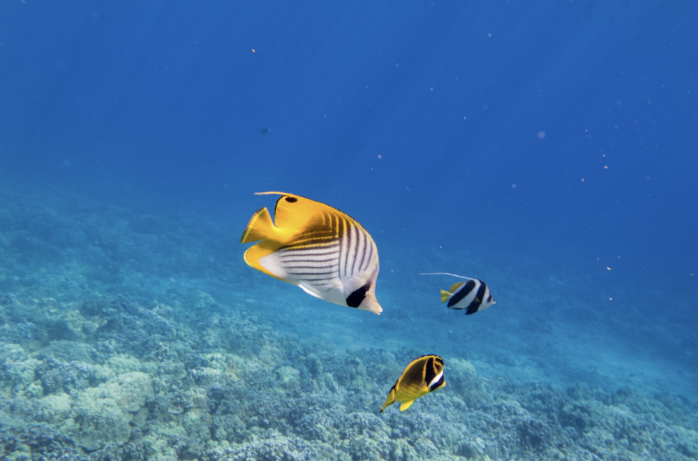 Pacific Whale Foundation