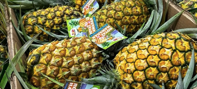 North Shore Dole Pineapple Farm Tour