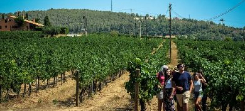 Private Cava and Wine Day Trip from Barcelona