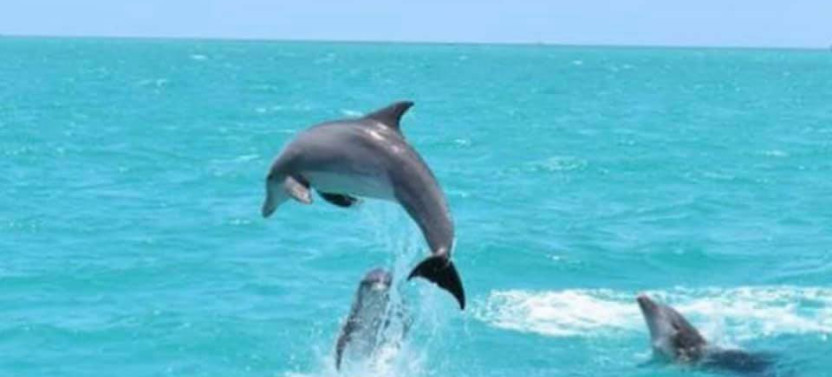 Afternoon Dolphin Watch