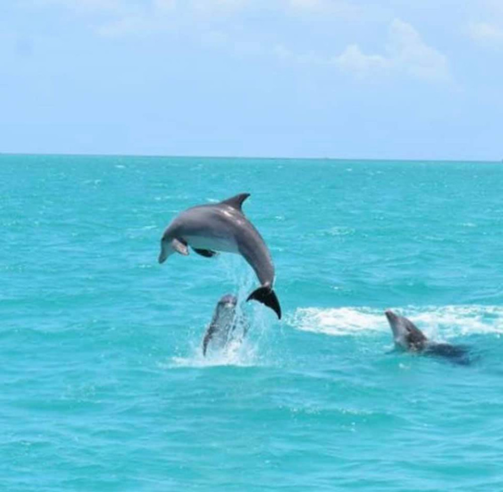 Afternoon Dolphin Watch