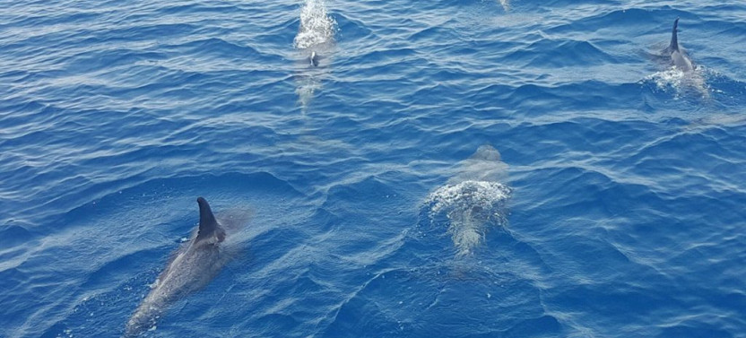 Afternoon Dolphin Watch