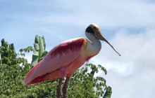 Greenway Nature Tours16